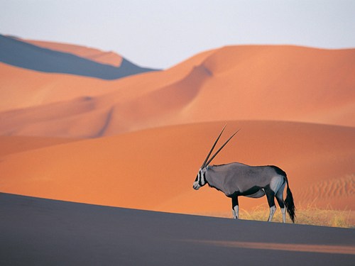 Oryx_Antelope